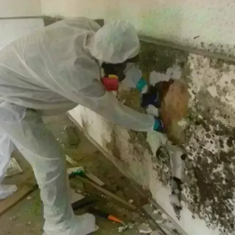 Mold Remediation and Removal in Winfield, KS